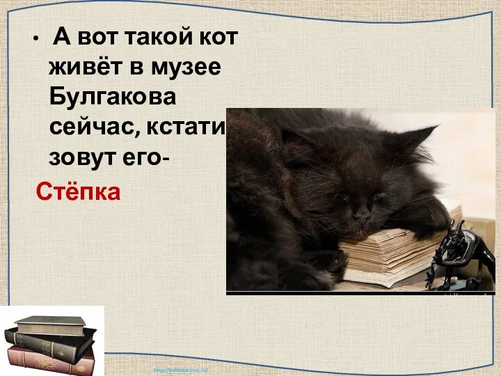 А вот такой кот живёт в музее Булгакова сейчас, кстати зовут его- Стёпка