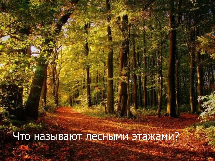 Что называют лесными этажами?