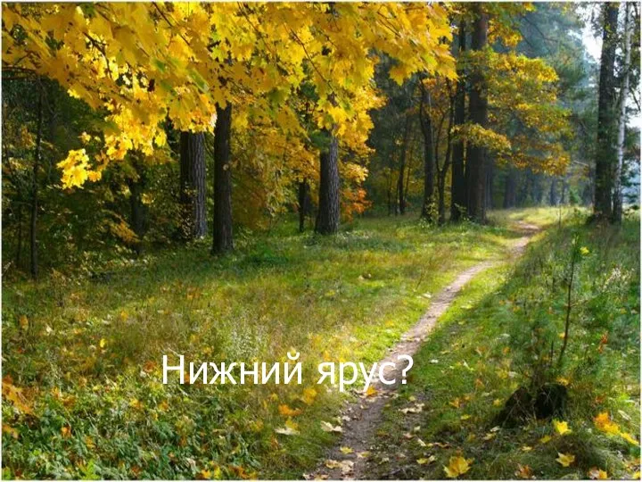 Нижний ярус?