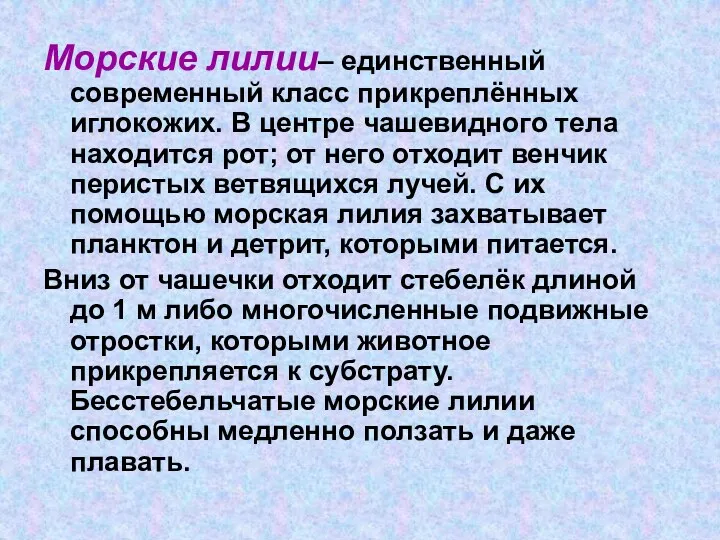 Морские лилии– единственный современный класс прикреплённых иглокожих. В центре чашевидного