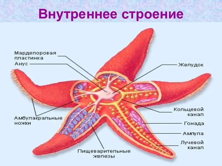 Внутреннее строение