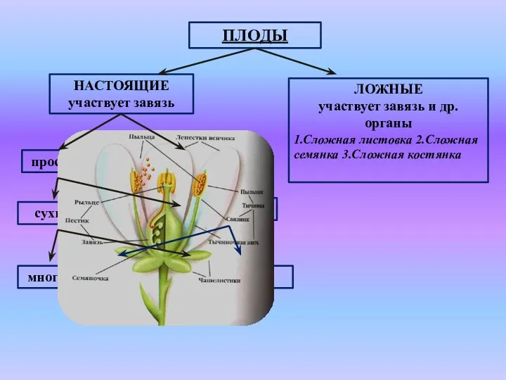 ПЛОДЫ НАСТОЯЩИЕ участвует завязь ЛОЖНЫЕ участвует завязь и др. органы