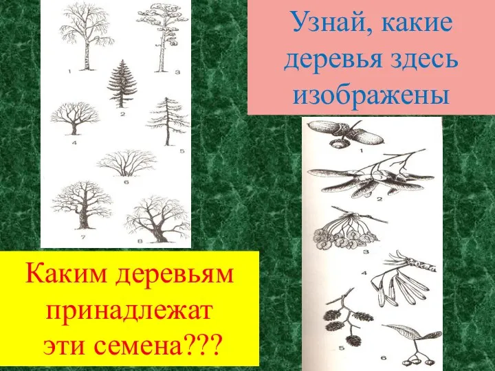 Узнай, какие деревья здесь изображены Каким деревьям принадлежат эти семена???