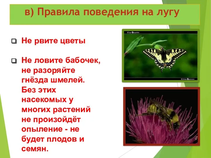 в) Правила поведения на лугу Не рвите цветы Не ловите