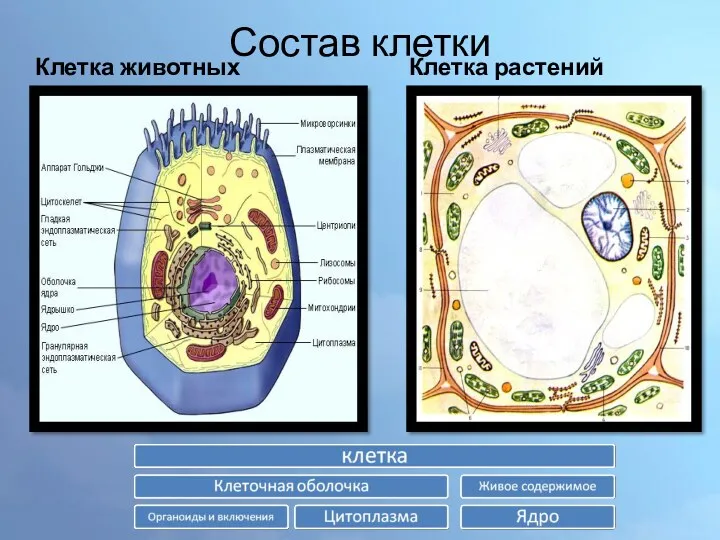 Состав клетки Клетка животных Клетка растений