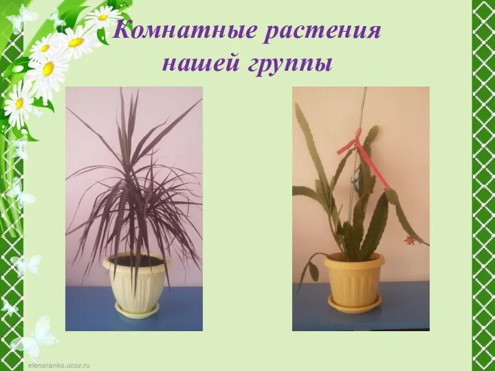 Комнатные растения нашей группы