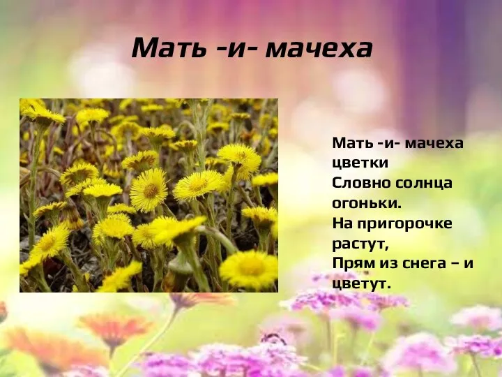 Мать -и- мачеха Мать -и- мачеха цветки Словно солнца огоньки.