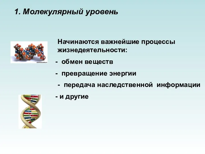 1. Молекулярный уровень Начинаются важнейшие процессы жизнедеятельности: обмен веществ превращение