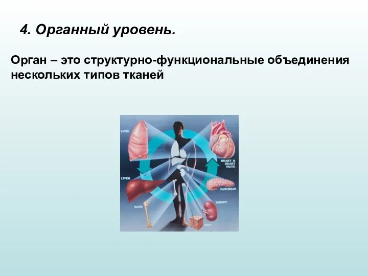 4. Органный уровень. Орган – это структурно-функциональные объединения нескольких типов тканей