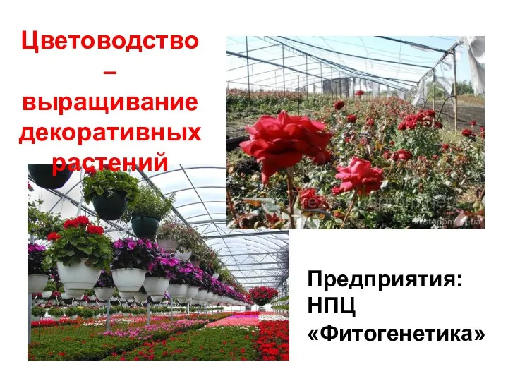 Цветоводство – выращивание декоративных растений Предприятия: НПЦ «Фитогенетика»