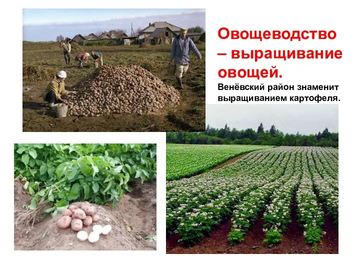 Овощеводство – выращивание овощей. Венёвский район знаменит выращиванием картофеля.