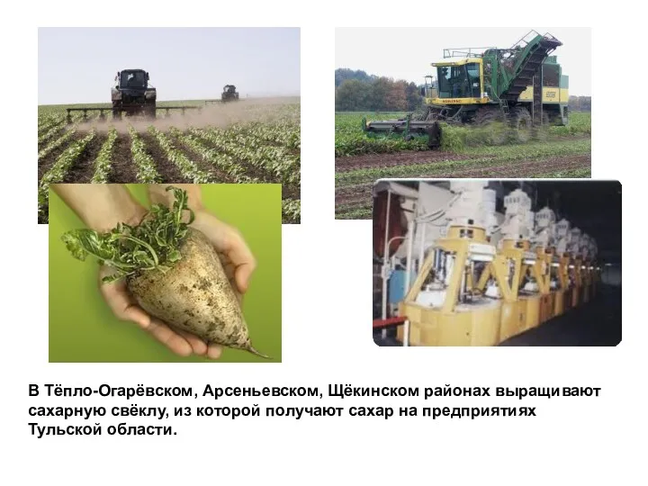 В Тёпло-Огарёвском, Арсеньевском, Щёкинском районах выращивают сахарную свёклу, из которой получают сахар на предприятиях Тульской области.