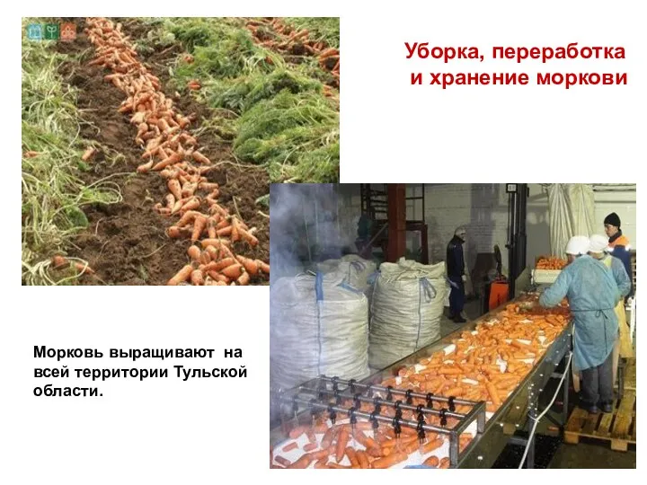 Уборка, переработка и хранение моркови Морковь выращивают на всей территории Тульской области.
