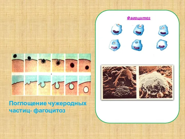 Поглощение чужеродных частиц- фагоцитоз