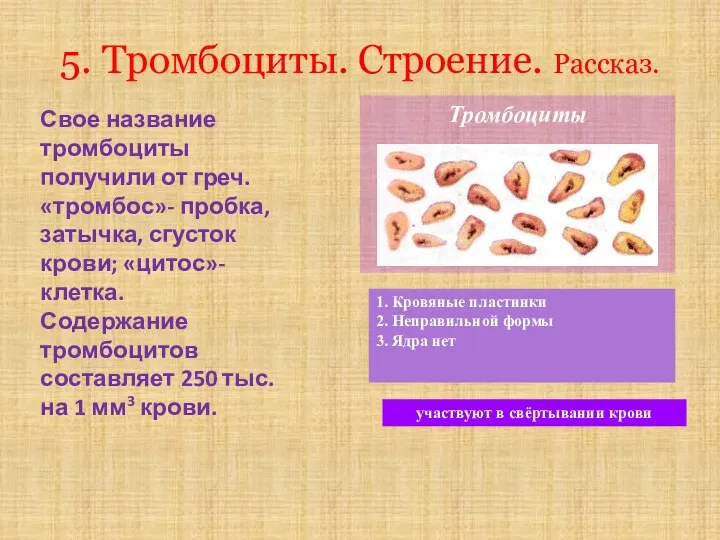 5. Тромбоциты. Строение. Рассказ. участвуют в свёртывании крови Свое название