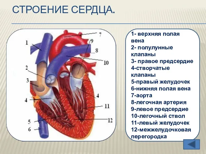 Строение сердца. 1- верхняя полая вена 2- полулунные клапаны 3-