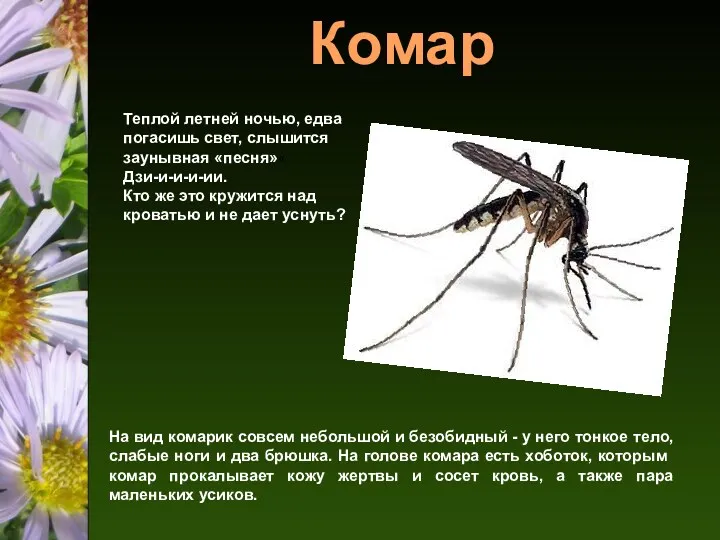 Комар Теплой летней но­чью, едва погасишь свет, слышится зау­нывная «песня»«