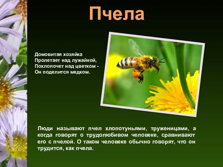 Пчела Домовитая хозяйка Пролетает над лужайкой, Похлопочет над цветком -