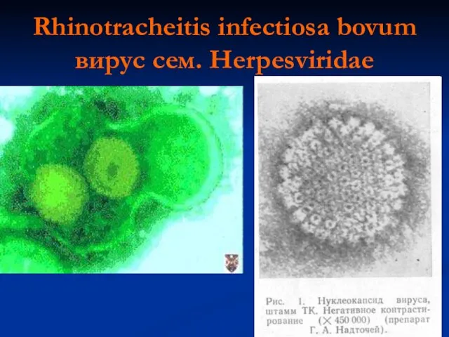 Rhinotracheitis infectiosa bovum вирус сем. Herpesviridae