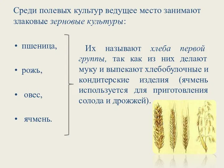 Среди полевых культур ведущее место занимают злаковые зерновые культуры: пшеница,