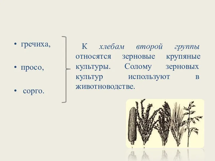 гречиха, просо, сорго. К хлебам второй группы относятся зерновые крупяные