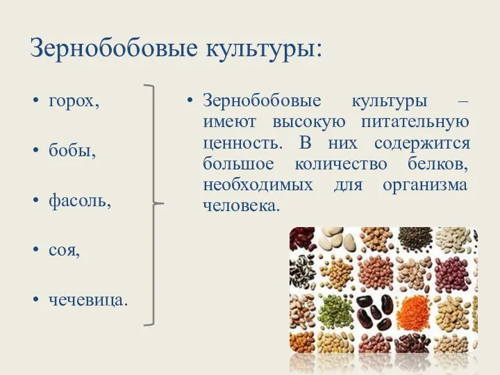 Зернобобовые культуры: горох, бобы, фасоль, соя, чечевица. Зернобобовые культуры –