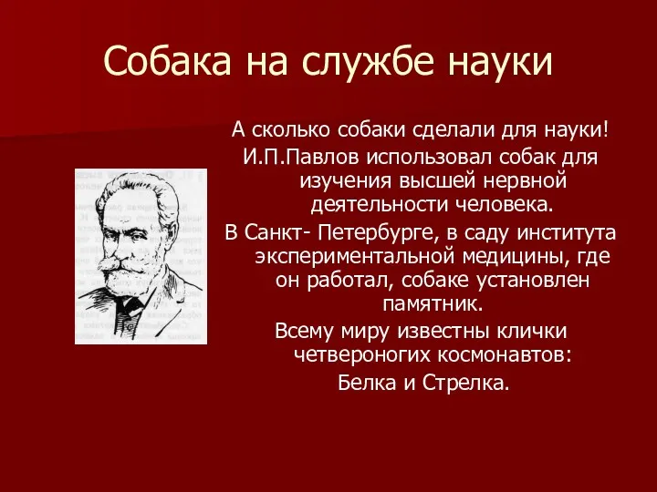 Собака на службе науки А сколько собаки сделали для науки! И.П.Павлов использовал собак