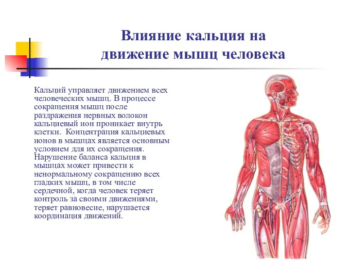 Влияние кальция на движение мышц человека Кальций управляет движением всех