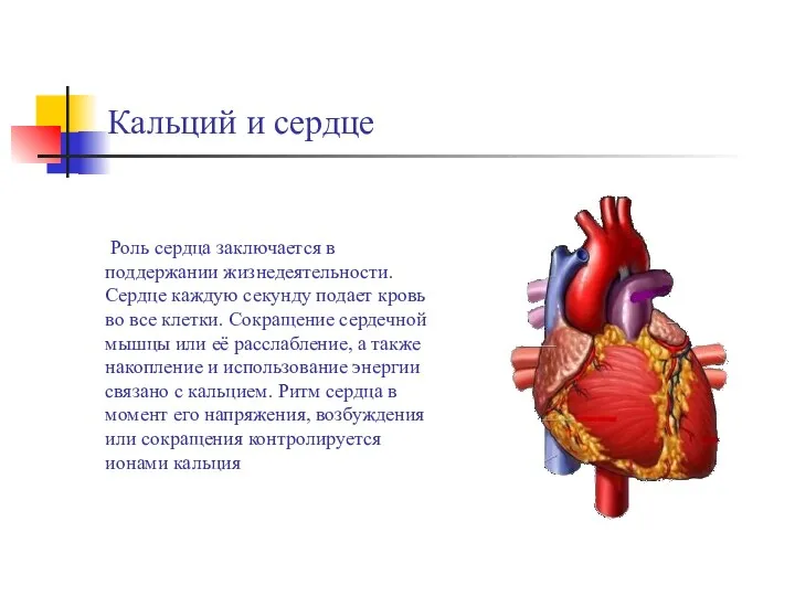 Кальций и сердце Роль сердца заключается в поддержании жизнедеятельности. Сердце