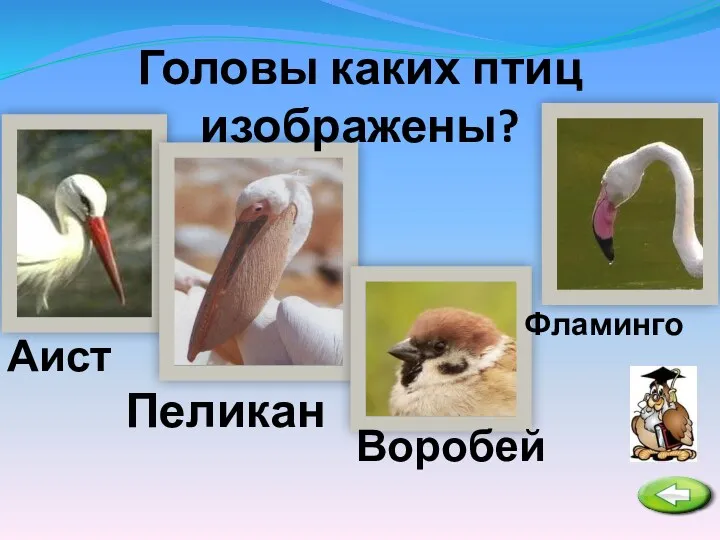 Головы каких птиц изображены? Аист Пеликан Воробей Фламинго