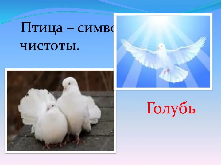 Птица – символ мира и чистоты. Голубь