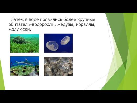 Затем в воде появились более крупные обитатели-водоросли, медузы, кораллы, моллюски.