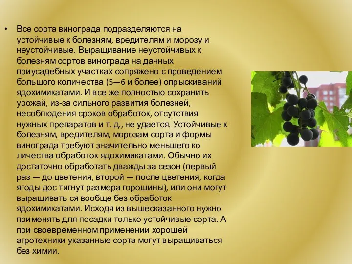 Все сорта винограда подразделяются на устойчивые к болезням, вредителям и