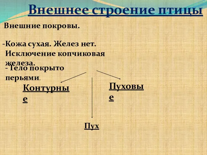 Внешнее строение птицы Внешние покровы. Кожа сухая. Желез нет. Исключение