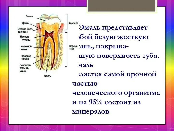 Эмаль представляет собой белую жесткую ткань, покрыва- ющую поверхность зуба. Эмаль является самой