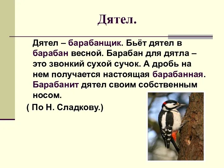 Дятел. Дятел – барабанщик. Бьёт дятел в барабан весной. Барабан