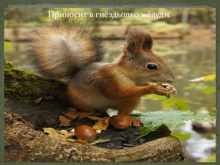 Приносит в гнёздышко жёлуди.