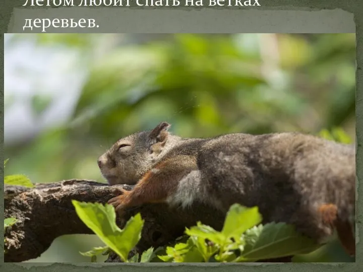 Летом любит спать на ветках деревьев.