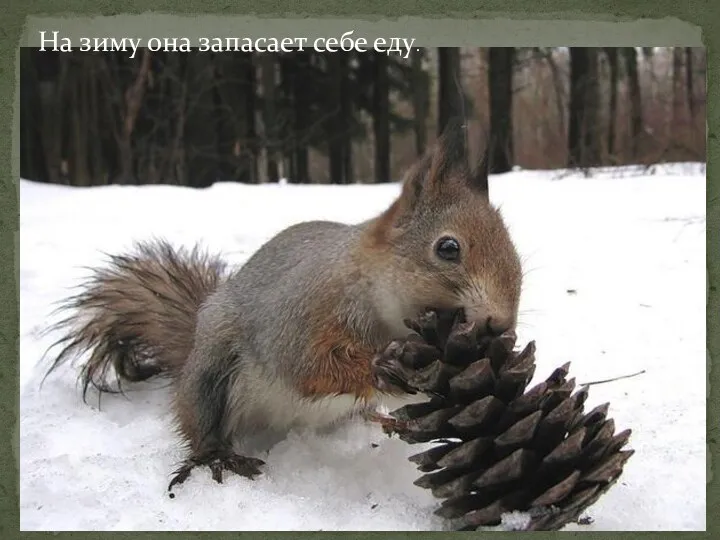 На зиму она запасает себе еду.