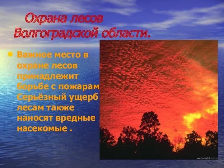 Охрана лесов Волгоградской области. Важное место в охране лесов принадлежит