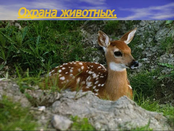 Охрана животных.