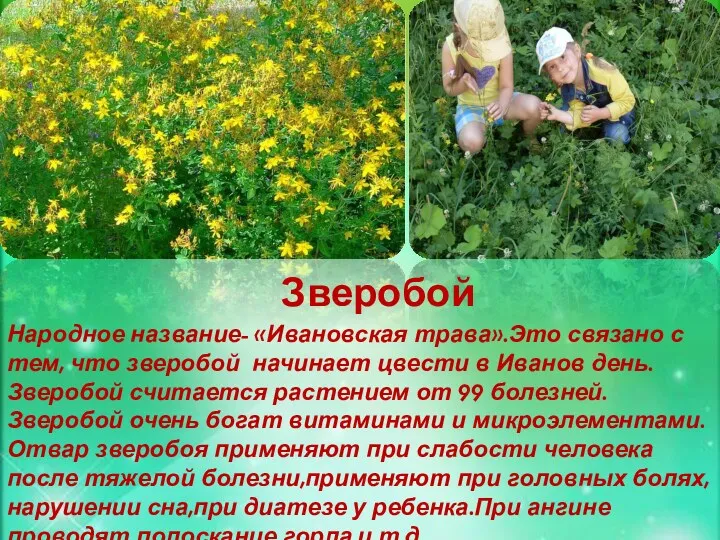 Зверобой Народное название- «Ивановская трава».Это связано с тем, что зверобой