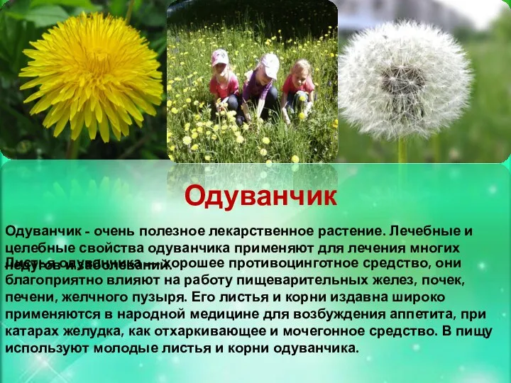 Одуванчик Одуванчик - очень полезное лекарственное растение. Лечебные и целебные свойства одуванчика применяют