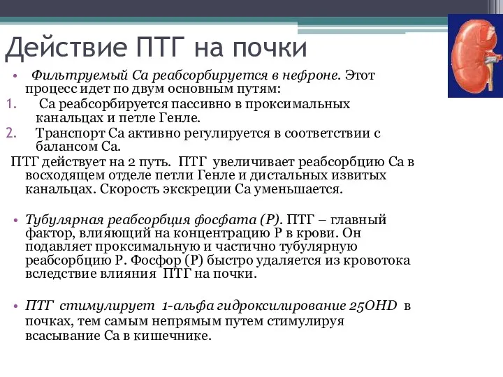 Действие ПТГ на почки Фильтруемый Са реабсорбируется в нефроне. Этот