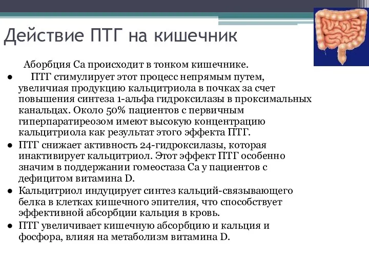 Действие ПТГ на кишечник Аборбция Са происходит в тонком кишечнике.