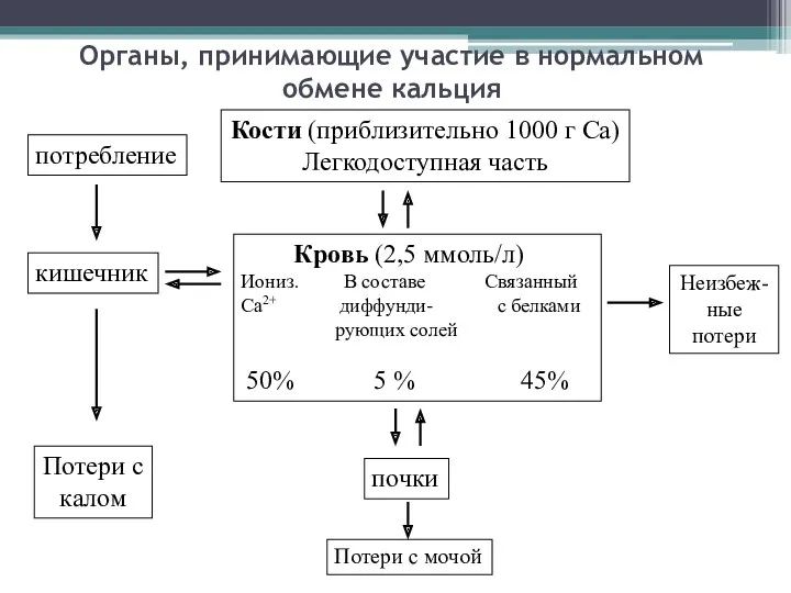 Органы, принимающие участие в нормальном обмене кальция Кости (приблизительно 1000