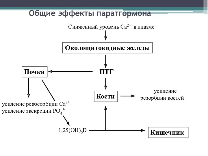 Общие эффекты паратгормона Околощитовидные железы Почки усиление реабсорбции Са2+ усиление