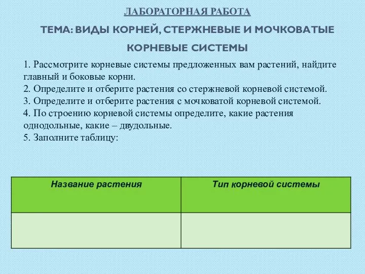 Лабораторная работа Тема: Виды корней, стержневые и мочковатые корневые системы