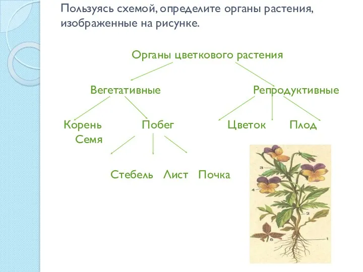 Пользуясь схемой, определите органы растения, изображенные на рисунке. Органы цветкового
