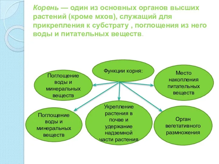 Корень — один из основных органов высших растений (кроме мхов),